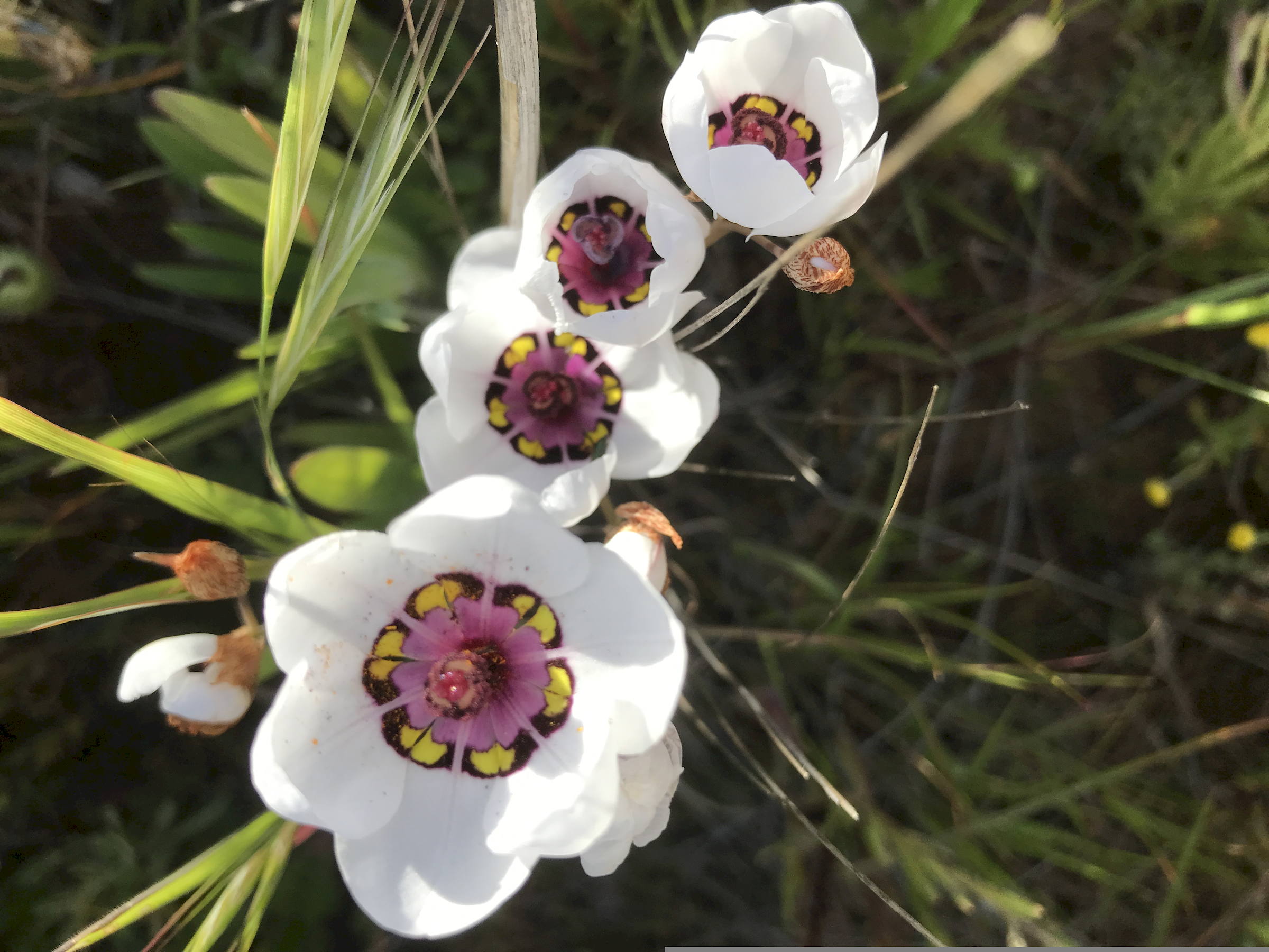 Namaqualand flowers