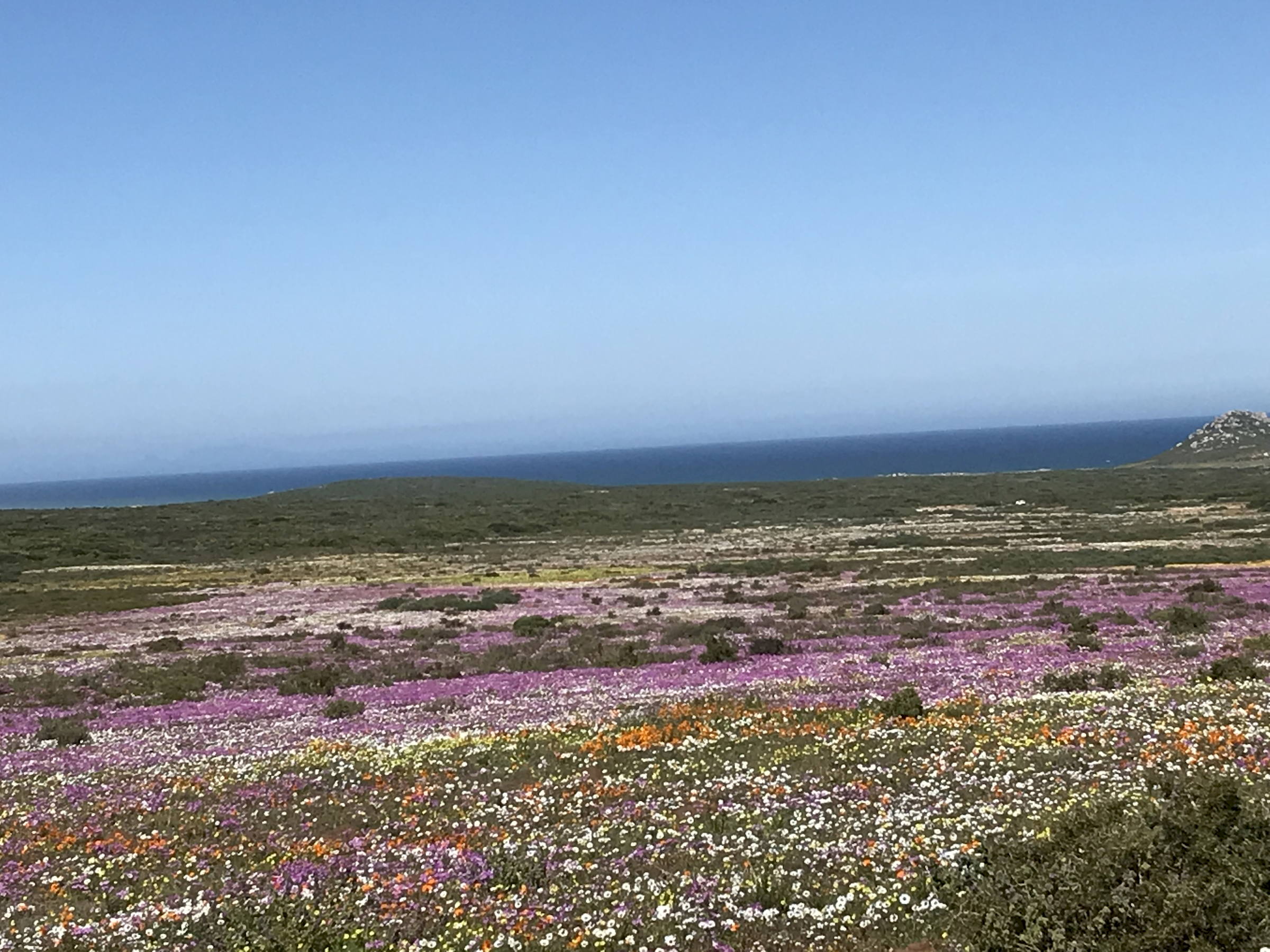Namaqualand flowers