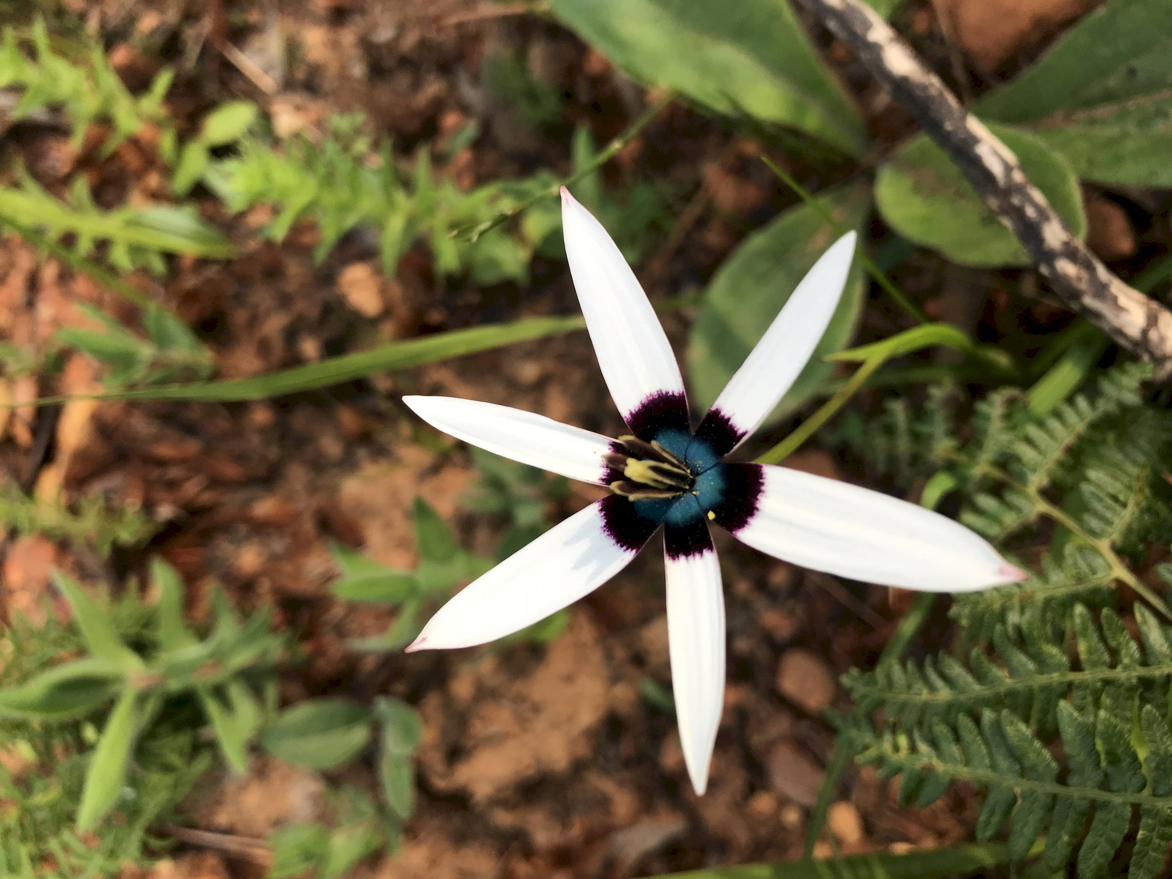 Nieuwoudtville flowers