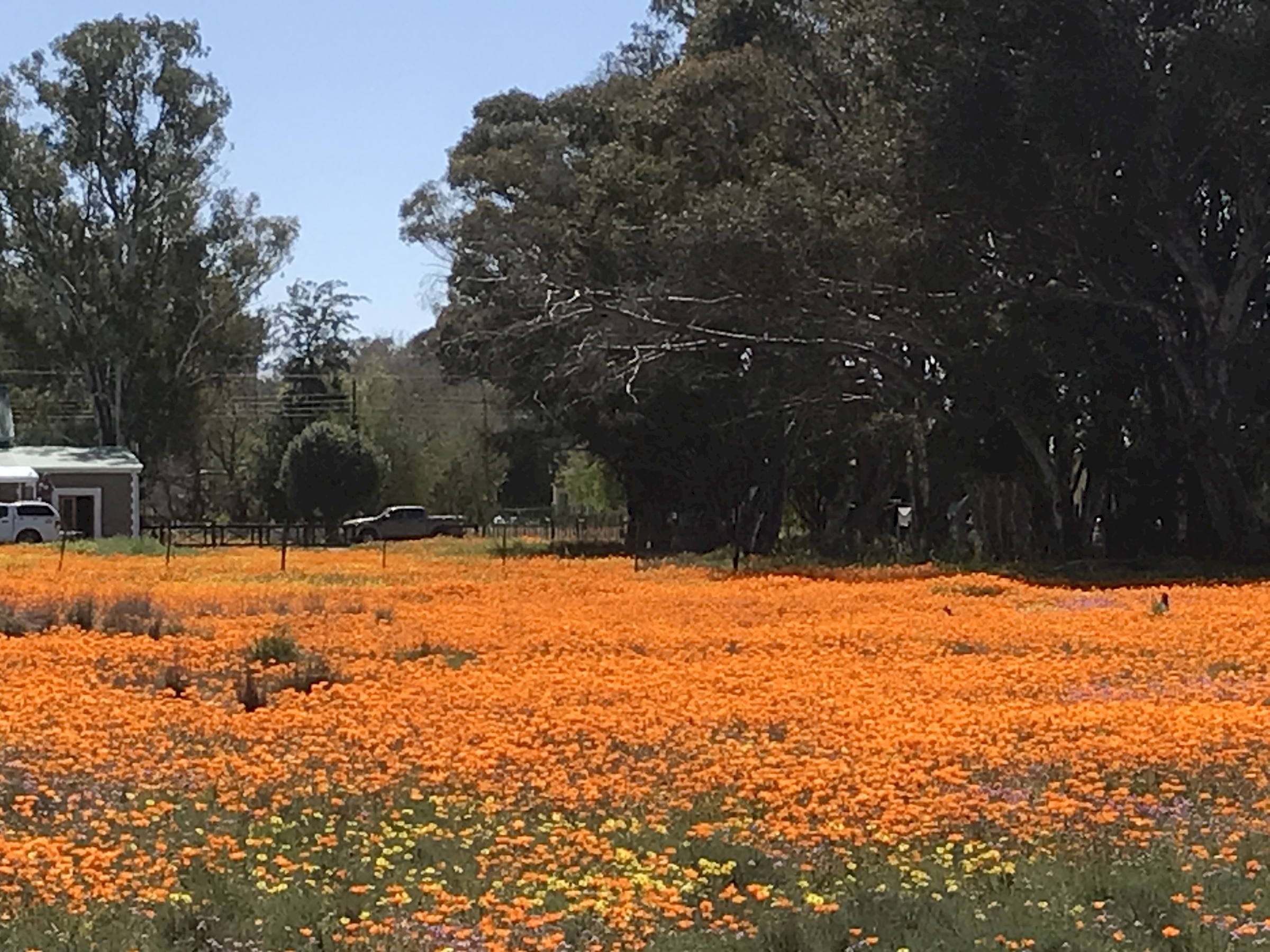 Nieuwoudtville flowers