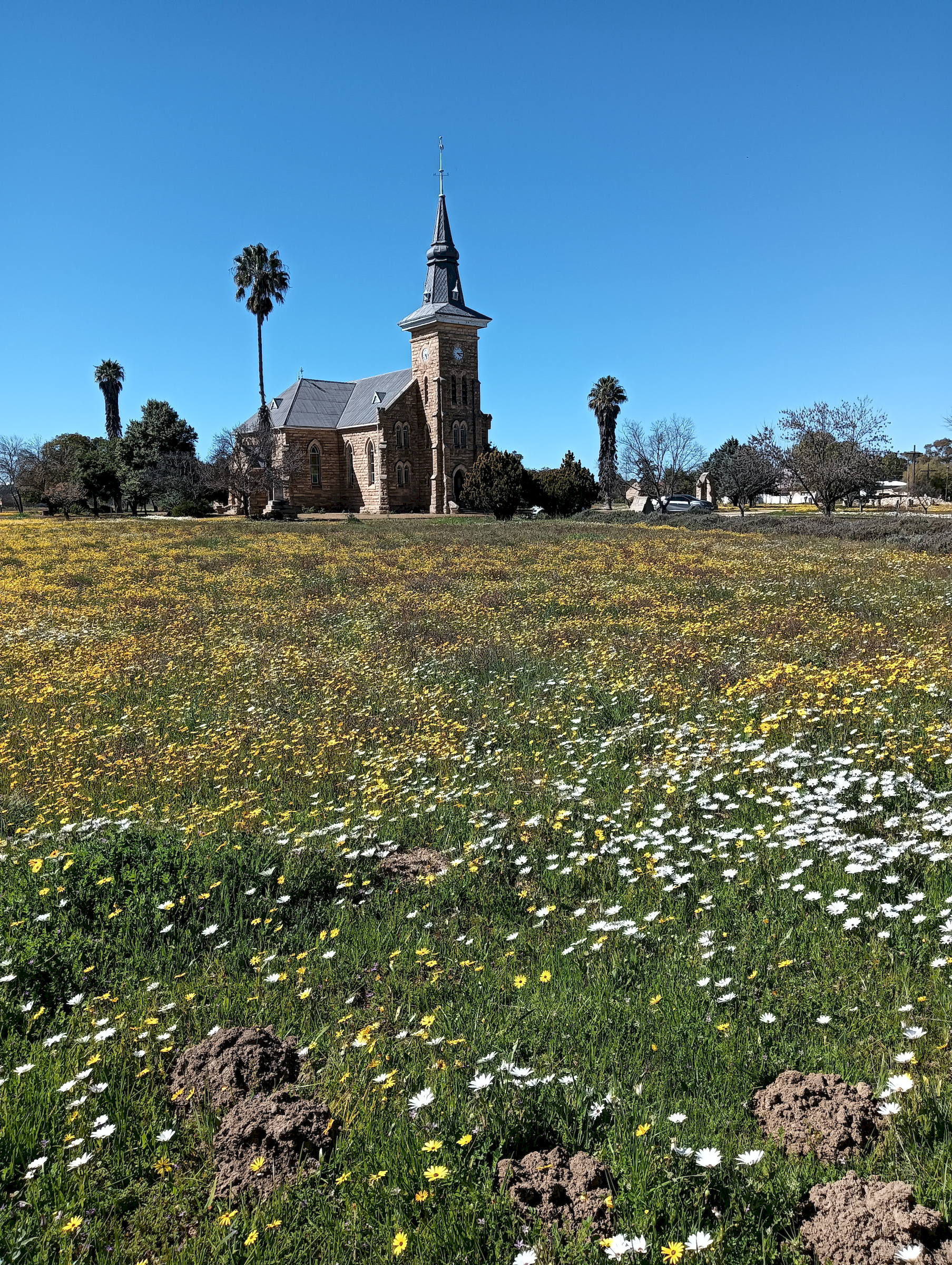 Nieuwoudtville flowers