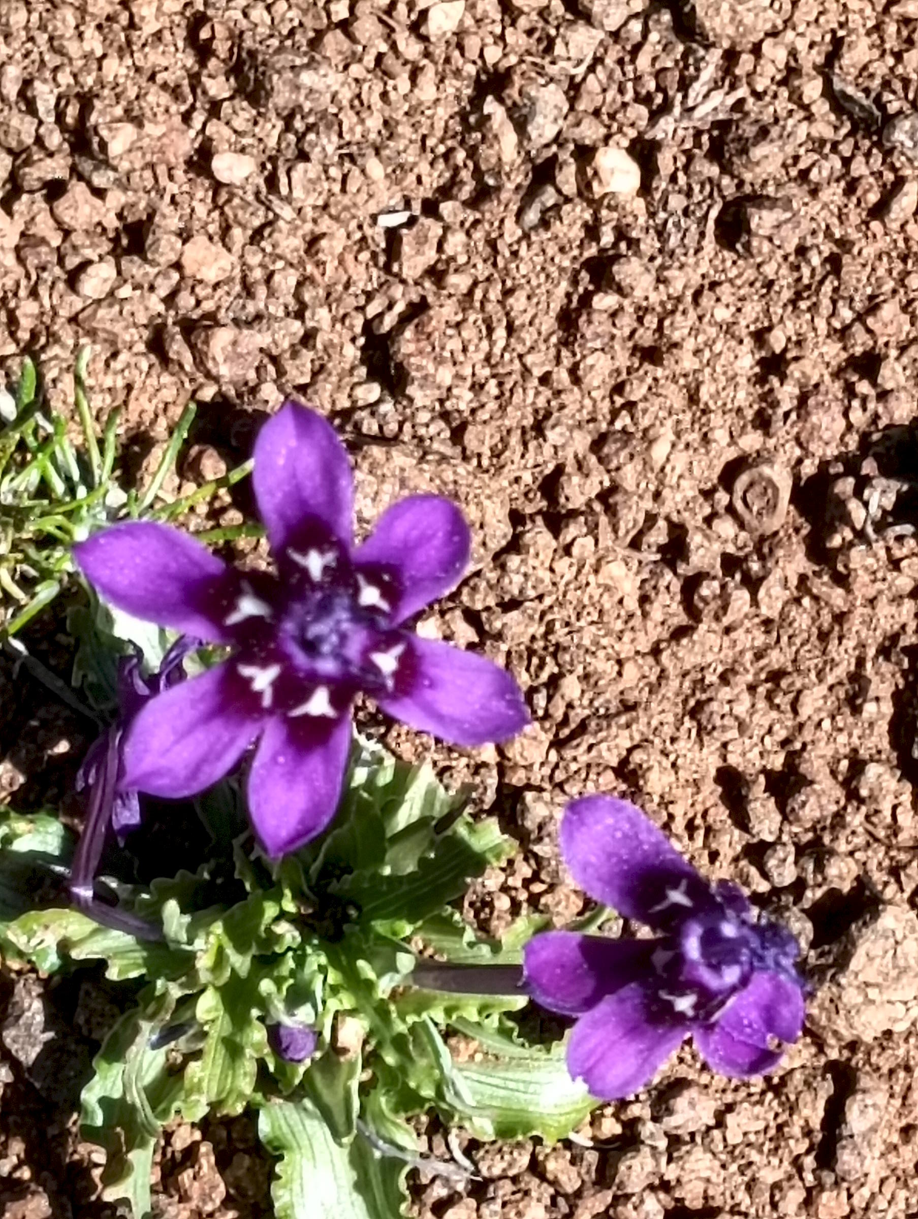 Nieuwoudtville flowers