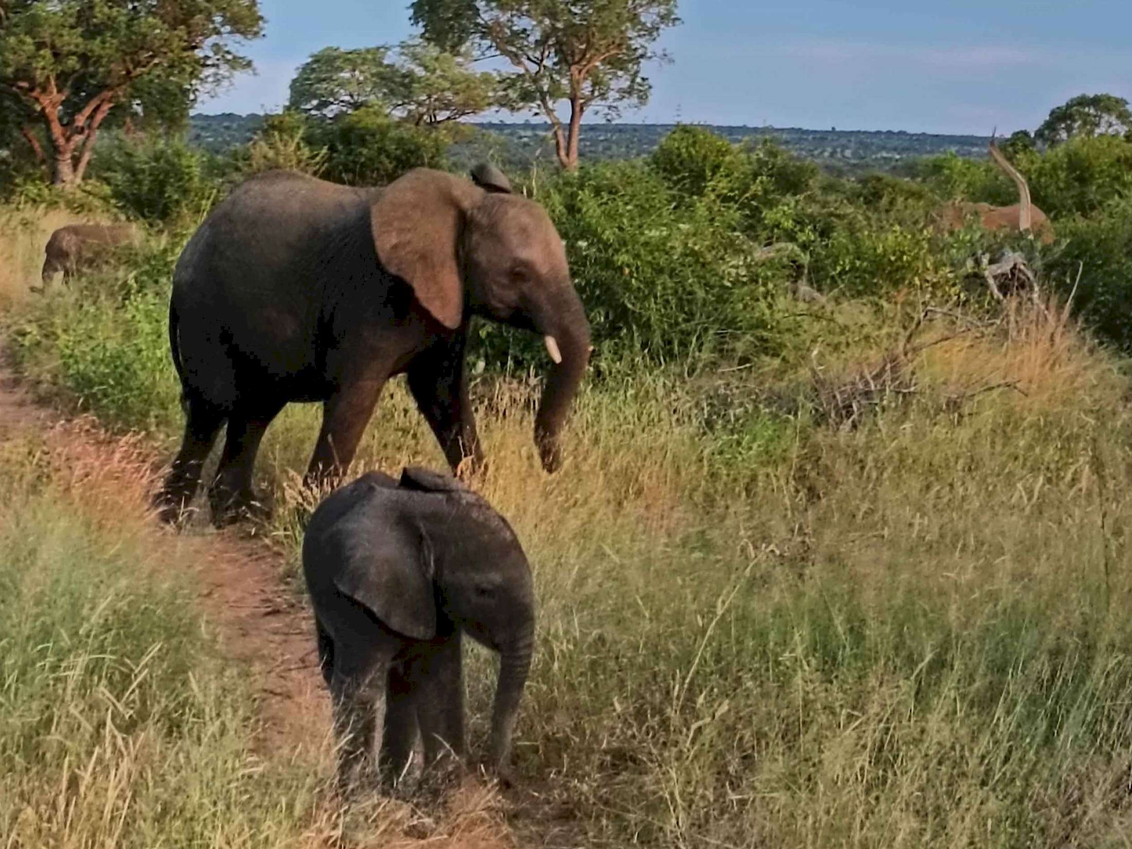 Namibia, Botswana and Zimbabwe Elephants